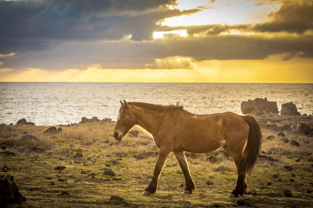 Pikera Uri Eco Lodge Hanga Roa Dış mekan fotoğraf
